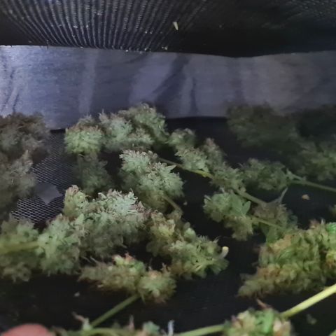 Blue Dream Auto #4 growlog timeline photo
