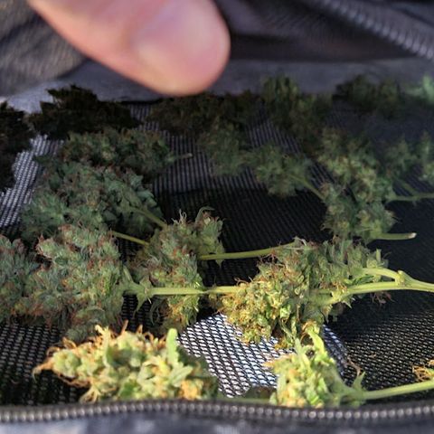 Blue Dream Auto #4 growlog timeline photo