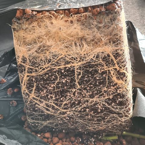 Blue Dream Auto #4 growlog timeline photo