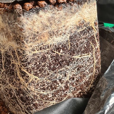 Blue Dream Auto #4 growlog timeline photo