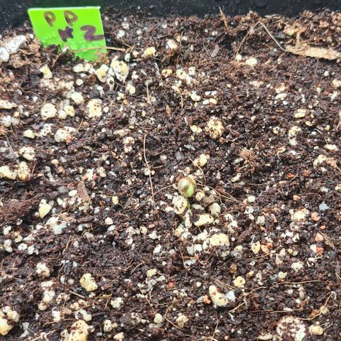 Blue Dream Auto #4 growlog timeline photo