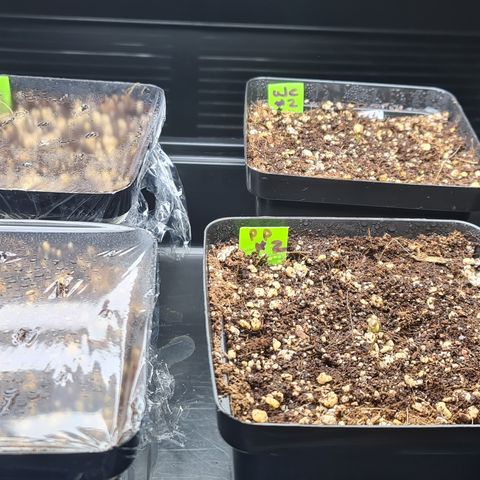 Blue Dream Auto #4 growlog timeline photo