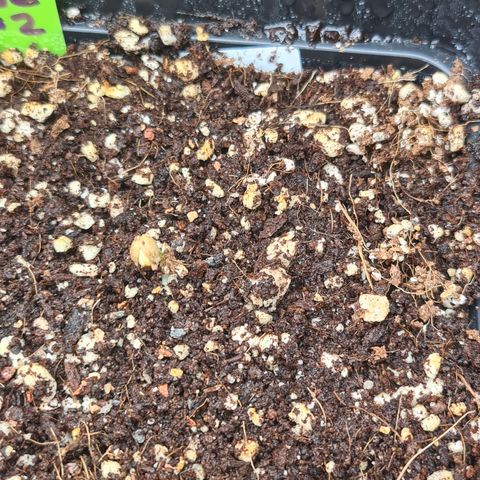 Blue Dream Auto #4 growlog timeline photo