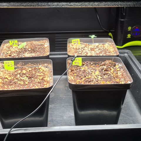 Blue Dream Auto #4 growlog timeline photo