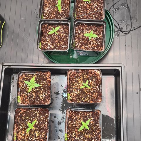 Blue Dream Auto #4 growlog timeline photo