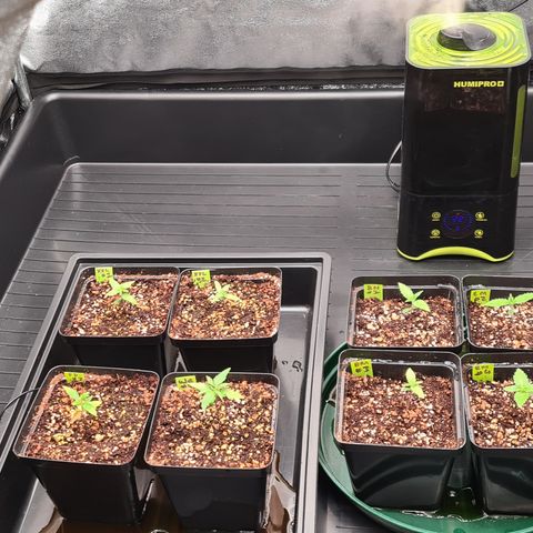 Blue Dream Auto #4 growlog timeline photo