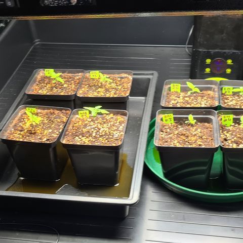 Blue Dream Auto #4 growlog timeline photo
