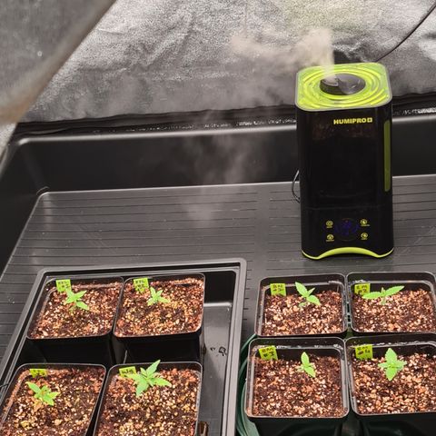 Blue Dream Auto #4 growlog timeline photo