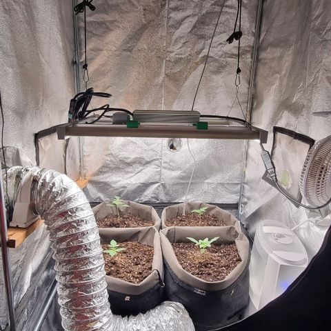 Mimosa - LA growlog timeline photo