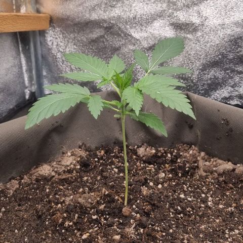 Mimosa - LA growlog timeline photo