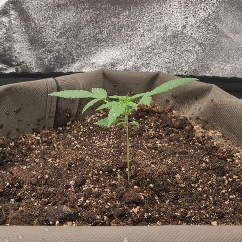 Mimosa - RA growlog timeline photo