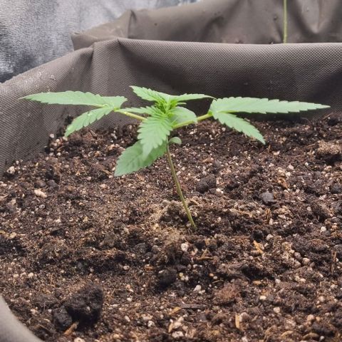 Mimosa - LV growlog timeline photo