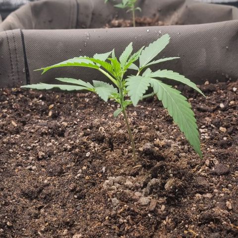 Mimosa - RV growlog timeline photo