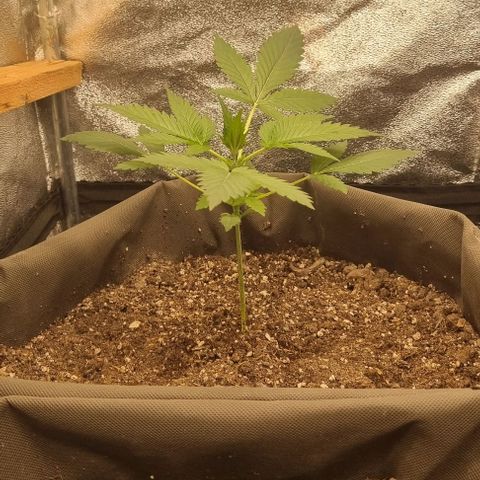 Mimosa - LA growlog timeline photo
