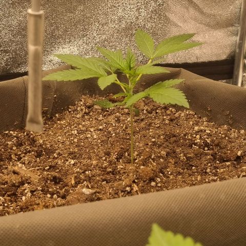 Mimosa - RA growlog timeline photo