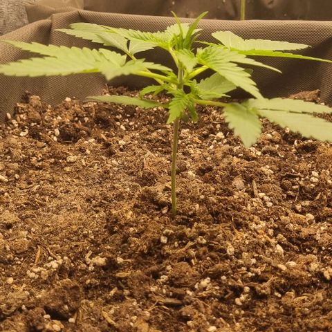 Mimosa - LV growlog timeline photo