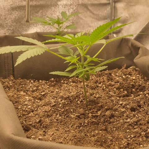 Mimosa - RV growlog timeline photo