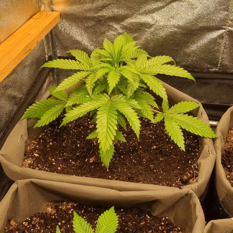 Mimosa - LA growlog photo: Vertoont ziekteverschijnselen 