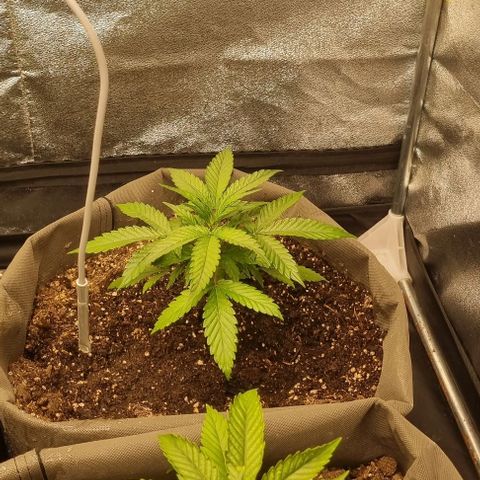 Mimosa - RA growlog photo: Vertoont ziekteverschijnselen 