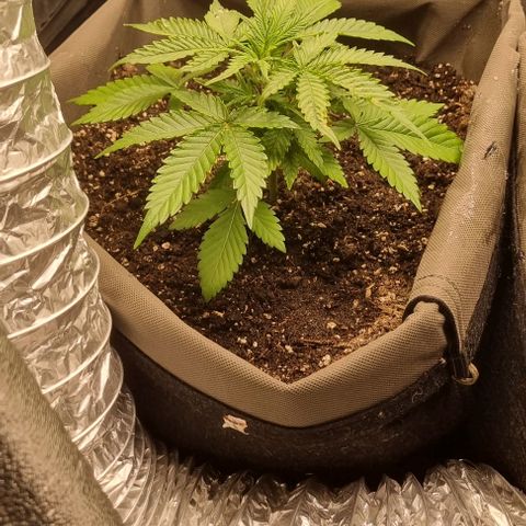 Mimosa - LV growlog photo: Vertoont ziekteverschijnselen 