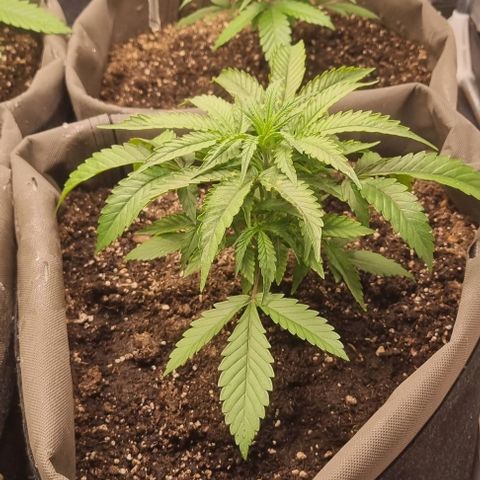 Mimosa - RV growlog photo: Vertoont ziekteverschijnselen 