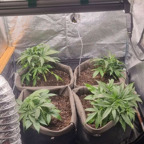 Mimosa - LA growlog photo: Low Stress Training