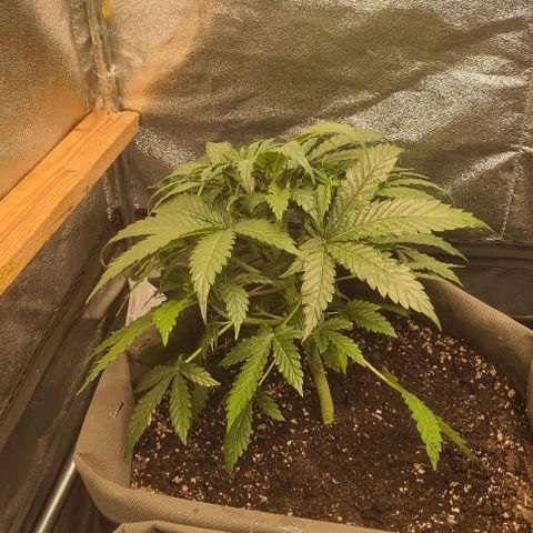 Mimosa - LA growlog photo: LST