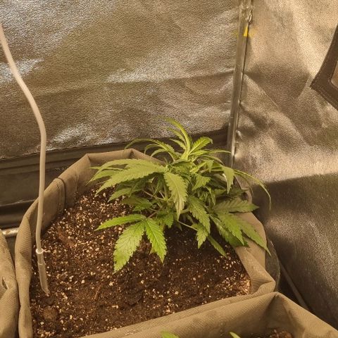 Mimosa - RA growlog photo: LST