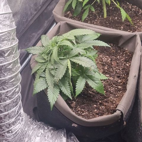 Mimosa - LV growlog photo: LST