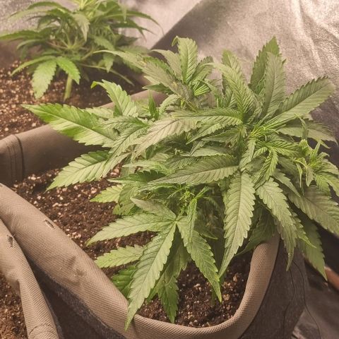 Mimosa - RV growlog photo: LST