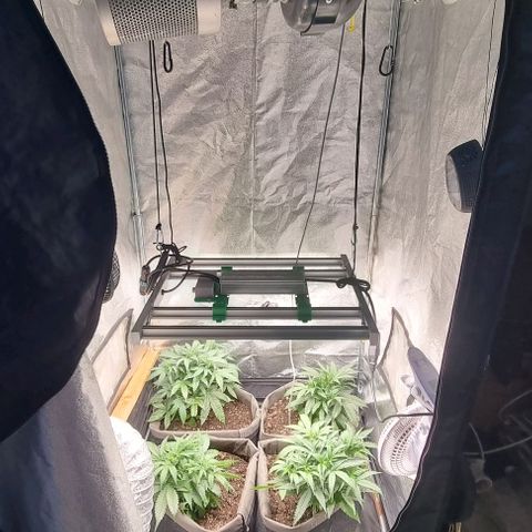 Mimosa - LA growlog photo: Starting bloom