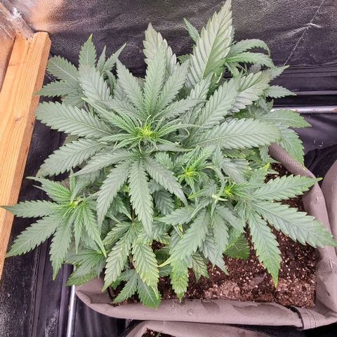 Mimosa - LA growlog photo: Starting bloom