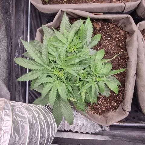 Mimosa - LV growlog photo: Starting bloom