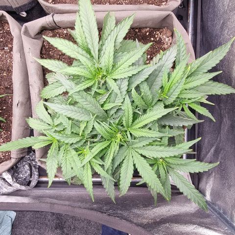 Mimosa - RV growlog photo: Starting bloom
