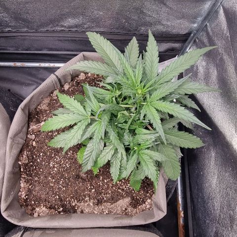 Mimosa - RA growlog timeline photo