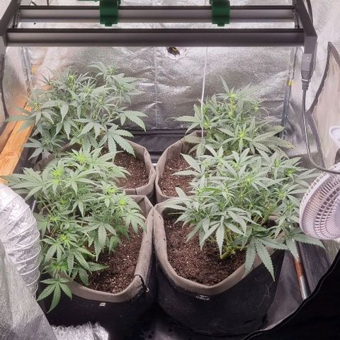 Mimosa - LA growlog timeline photo