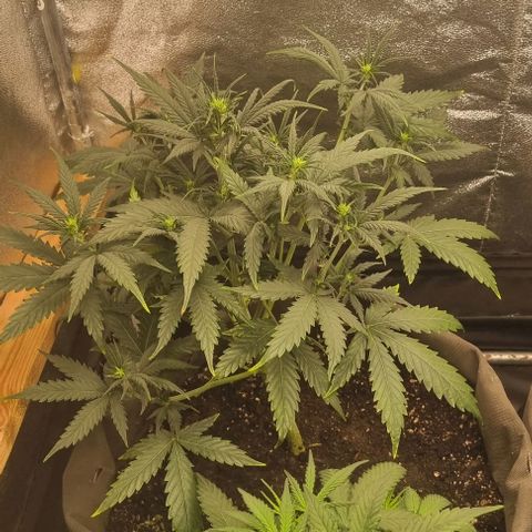 Mimosa - LA growlog timeline photo