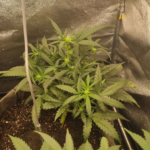 Mimosa - RA growlog timeline photo