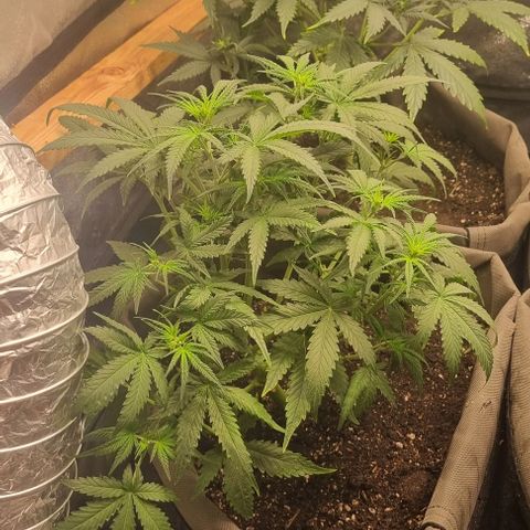 Mimosa - LV growlog timeline photo