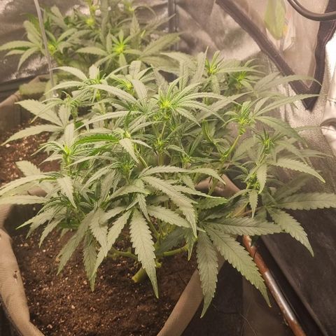 Mimosa - RV growlog timeline photo