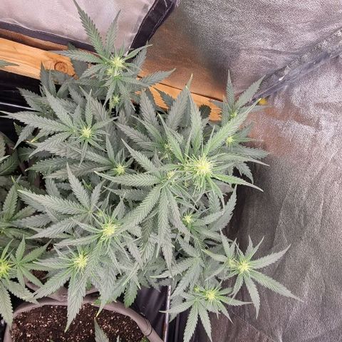 Mimosa - LA growlog timeline photo
