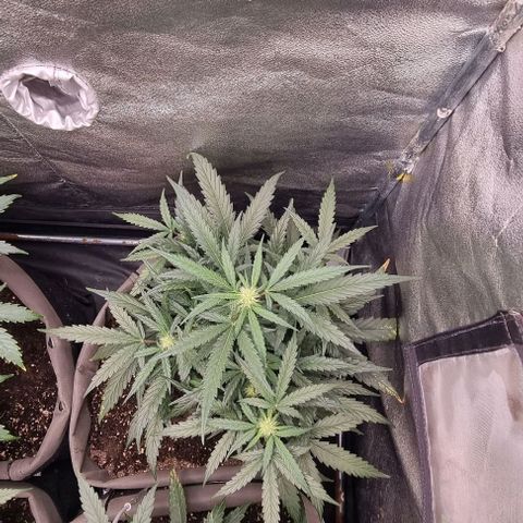 Mimosa - RA growlog timeline photo