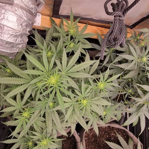 Mimosa - LV growlog timeline photo