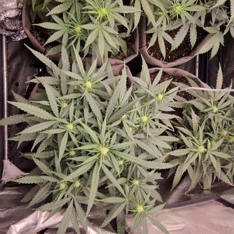 Mimosa - RV growlog timeline photo