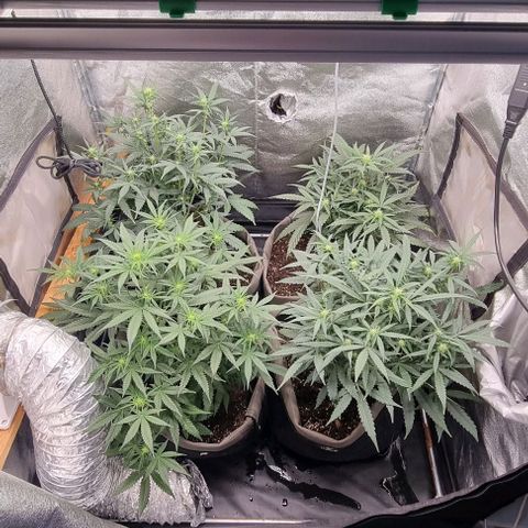 Mimosa - LA growlog timeline photo