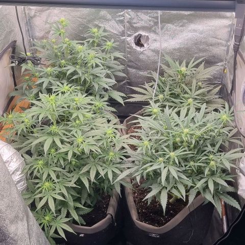 Mimosa - LA growlog timeline photo