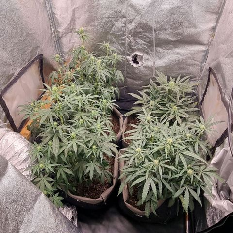 Mimosa - LA growlog timeline photo