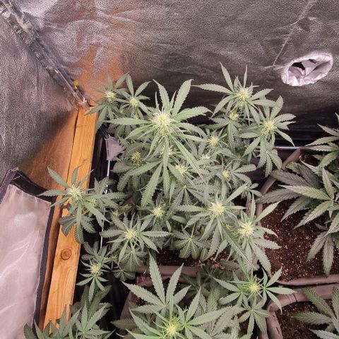 Mimosa - LA growlog timeline photo
