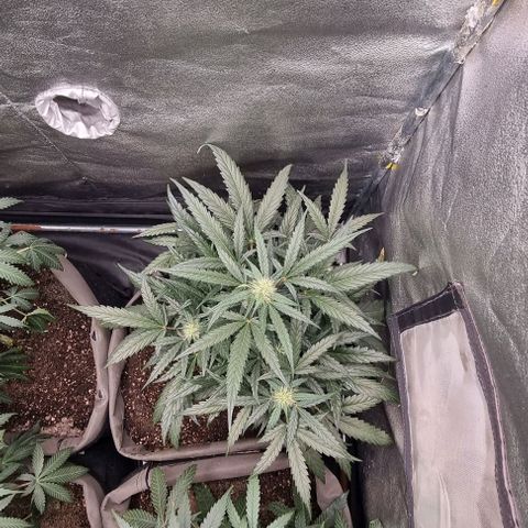 Mimosa - RA growlog timeline photo