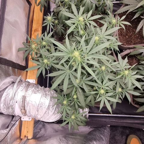 Mimosa - LV growlog timeline photo